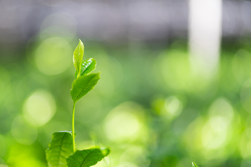 Roji japanese garden